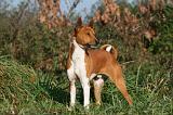 BASENJI 020